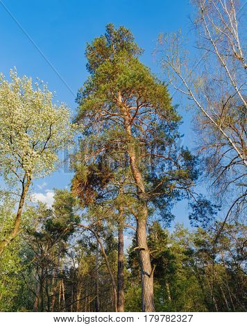 Tall old trees i mixed deciduous-coniferous forest with birch pine blooming lilacs in the foreground, Irpen, Ukraine. The edge of the forest in the evening sun.