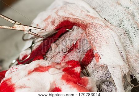 Veterinary sterilization of a French bulldog dog surgical forceps needle and suture material when sewing the skin