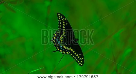 A color enhanced spicebush swallowtail butterfly against a green blurred background