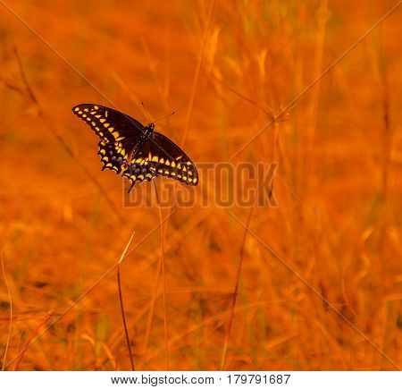 A spicebush swallowtail butterfly in a field with an orange enhanced blurred background