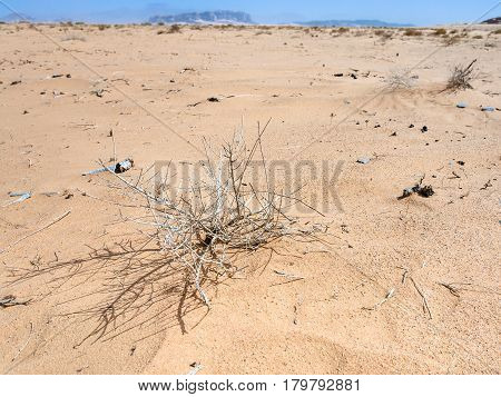 Dried Plants In Wadi Rum Desert