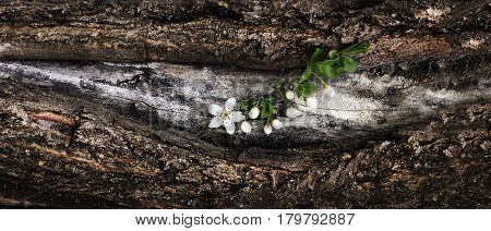 Spring flowering branch of cherry flowers on a tree bark. Dramatic Wooden rustic background. Panorama horizontal.