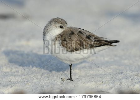 A Sanderling, Calidris alba in winter plumage on the beach in Florida