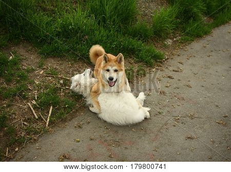 Cute puppies enjoying and playing on the sidewalk
