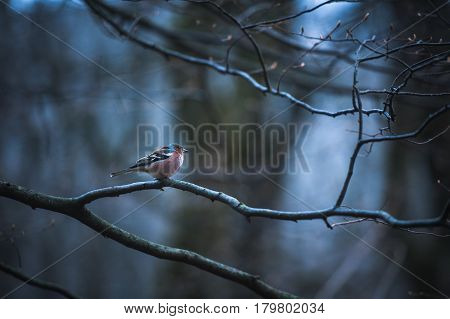 Male House Finch on an icy branch on the tree.