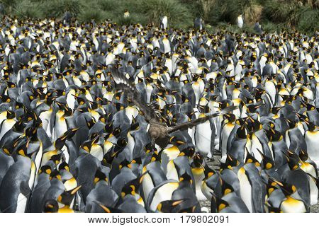Huge King penguins colony at South Georgia