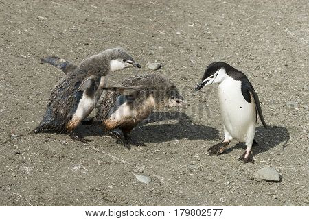 Chinstrap penguin feeding young chick in Antarctica