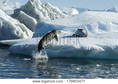 Crabeater seals jump on the ice in Antarctica