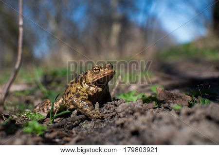 Close up on common frog in the forest Europe