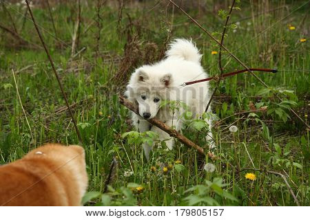 Cute puppies enjoying and playing on the meadow