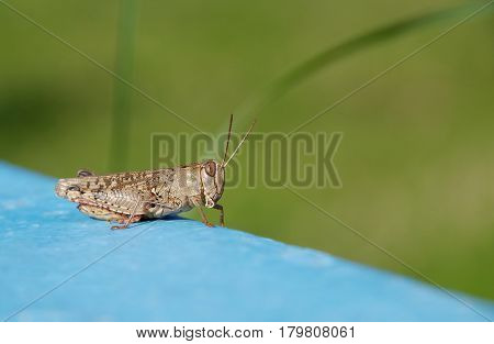 Grasshopper on a blue ground and a green background