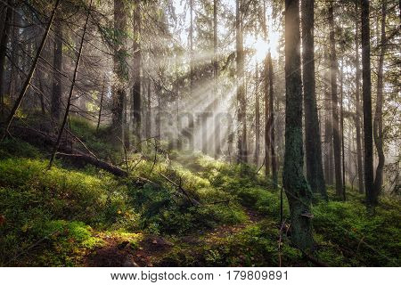 Old deep foggy misty magical autumn forest with sun rays at morning.