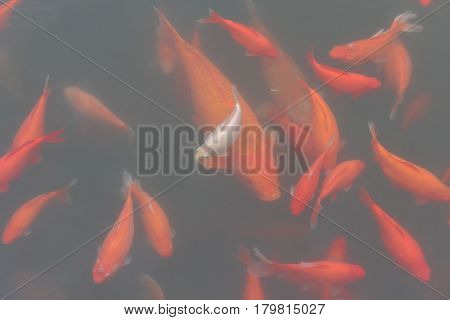 Koi carp fish in the lake or pond. Top view. Horizontal.