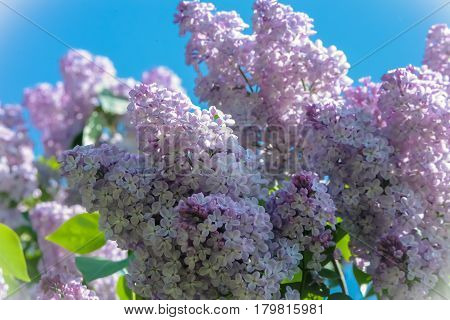 Bunch of violet lilac flower spring horizonta