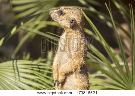 Meerkats to the sun prying Suricata suricatta