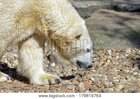 Polar bear on pebbles in an animal park in France