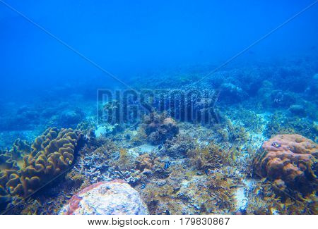 Underwater landscape with coral reef. Tropical seashore ecosystem. Marine animal species. Coral diversity environment. Natural undersea photo with seabottom perspective and blue water. Sea animals