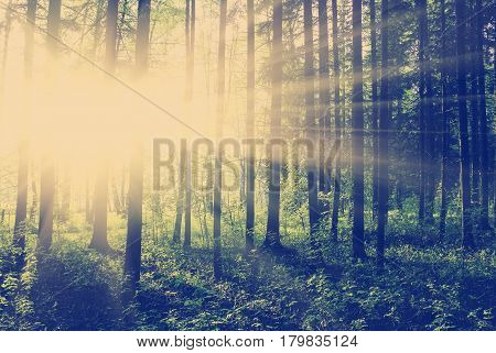 instagram tone green forest at sunset sunrise