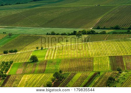 Spring vineyards in the Moravian wine region Pavlov