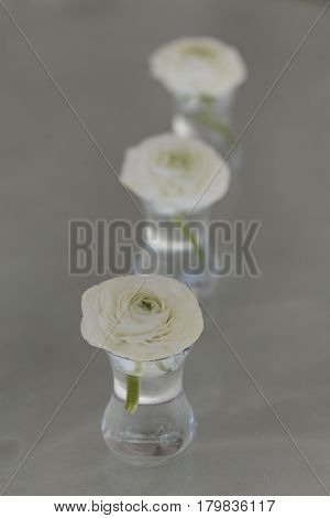 Three White Ranunculus Flower In Glass Of Water