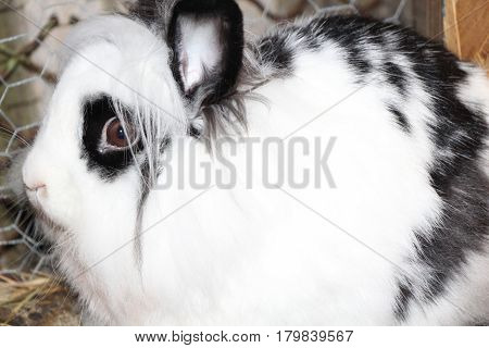 A Female LIonhead Rabbit 
