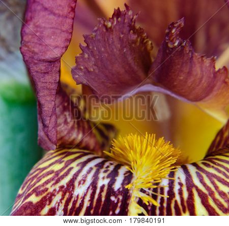 Close up of stunning bearded burgundy iris flower with details of beard striping and style crest.