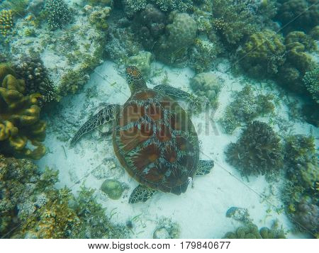 Sea turtle swims near corals on seabottom. White coral sand and coral reef. Tropical lagoon environment with sea animals. Olive green turtle in wild nature. Snorkeling with tortoise underwater photo