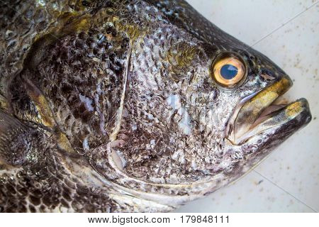 Big fish on market. Sea fish head closeup with gills and scale texture. Grey and silver fish skin. Seafood close-up for background or banner. Raw fisherman's catch. Oceanic fish on white shop display