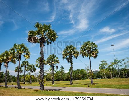 Tropical scene Plam tree leaves on bright blue sky