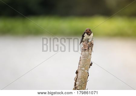 Beautiful swallow sitting on a stick in a pond