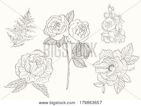 Flower set: highly detailed hand drawn. Garden flowers in vintage style, painted with lines