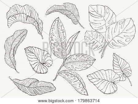 Set Leaf. Exotics. Vintage vector botanical illustration Monochrome