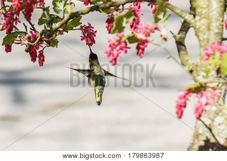 Green Hummingbird Bird Near The Flowers On Blury Background