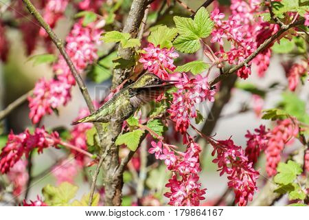 Green Hummingbird Bird Near The Flowers On Blury Background