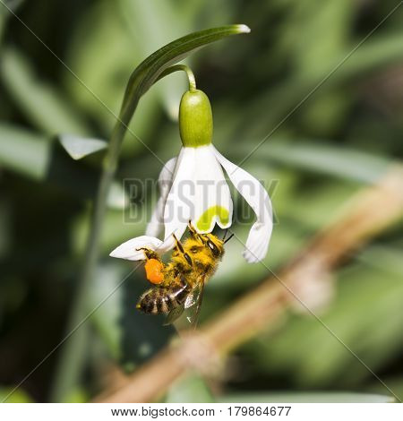 Snowdrop Bee-First Image & Photo (Free Trial) | Bigstock