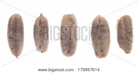 date bones isolated on a white background