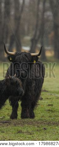Hairy Highland Bull-Bulls loungers on the green grass