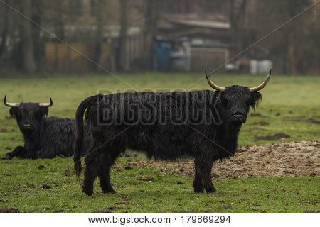 Hairy Highland Bull-Bulls loungers on the green grass