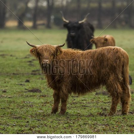 Hairy Highland Bull-Bulls loungers on the green grass