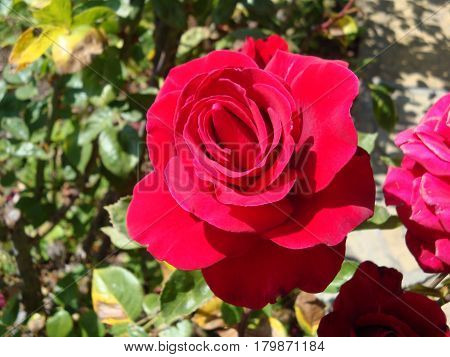 deep red rose in the bright sunlight