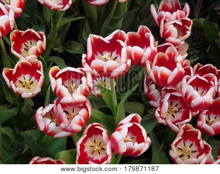 colorful bed of two tone flowers of white and red