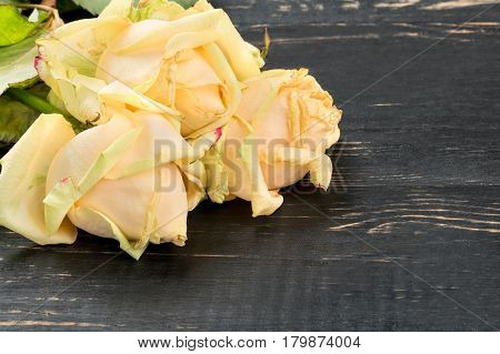 Three sluggish yellow rose on a wooden background, closeup