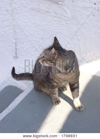 サントリーニ島猫 02