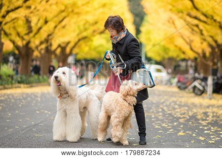 TOKYOJAPAN- NOV 22 :Tourists at Meiji Jingu Gaien in Tokyo Japan on November 22 2016.Meiji Jingu Gaien that has beautiful Ginkgo along the lenght of the street famous for autumn spot in TokyoJapan