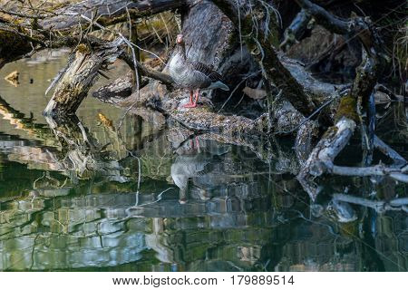 A greylag goose in untouched nature.  greylag goose. Wildlife