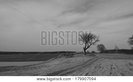 tree black and white landscape nature orange sun sunset