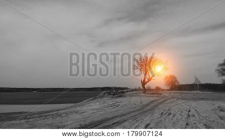 tree black and white landscape nature orange sun sunset
