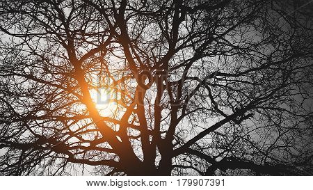 the tree behind the sun on a black background branches