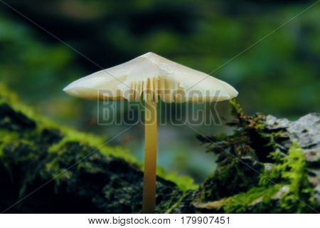 Single mushroom and green moss, focus at mushroom, rain in forest background