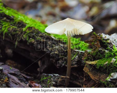 Psathyrella candolleana, group of mushrooms growing on the tree green grass